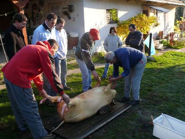 Falusi Diszn�v�g�s