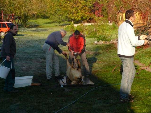 Falusi Diszn�v�g�s