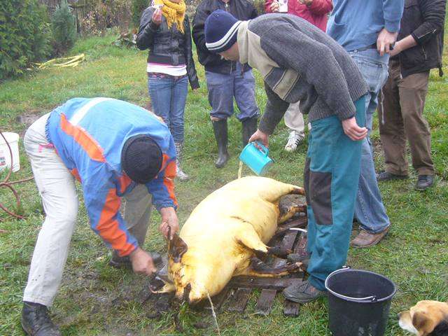 Falusi Diszn�v�g�s