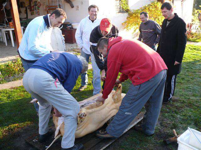 Falusi Diszn�v�g�s